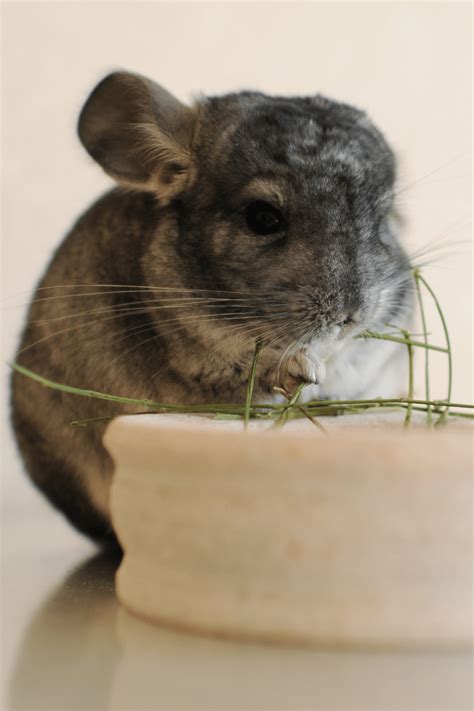 potty train chinchilla